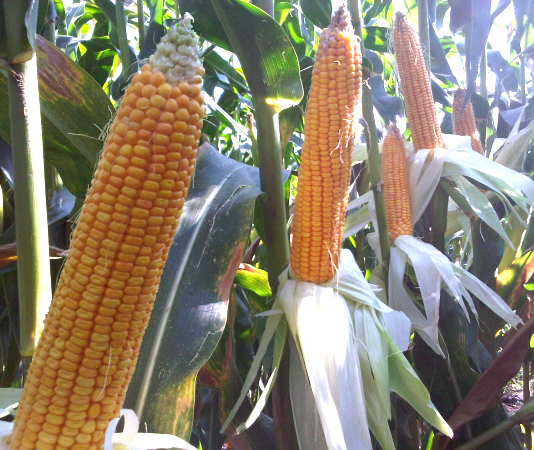 гибриды кукурузы ragt
